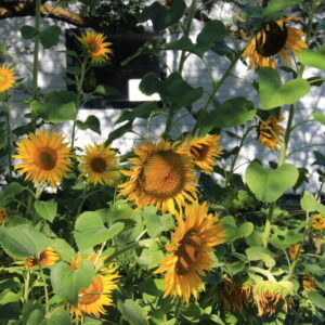 5 Unique Open-Pollinated Sunflower Varieties to Grow Image